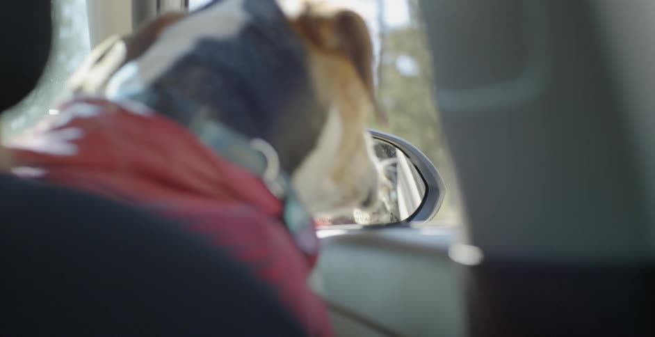 A dog looking out the window of a car