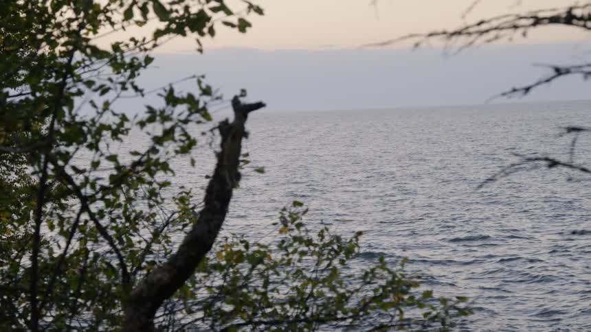 Looking through trees at a calm sea