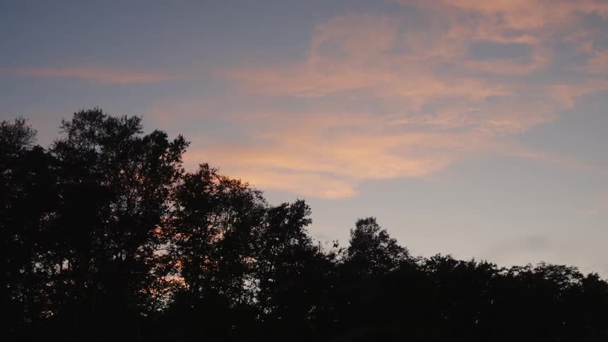 A lot of trees that are in a forest at sunset