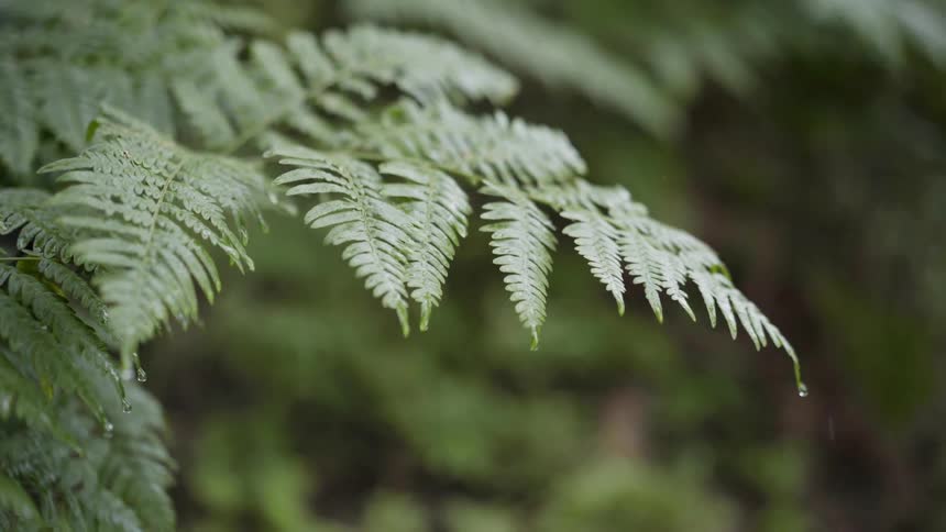 Rain on plants