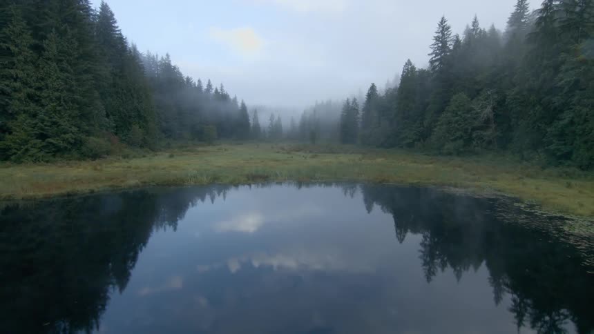 A field in the middle of a forest