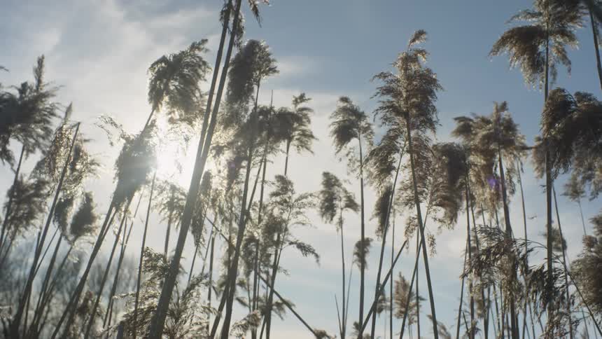 The wind blows the tall glass under the sun