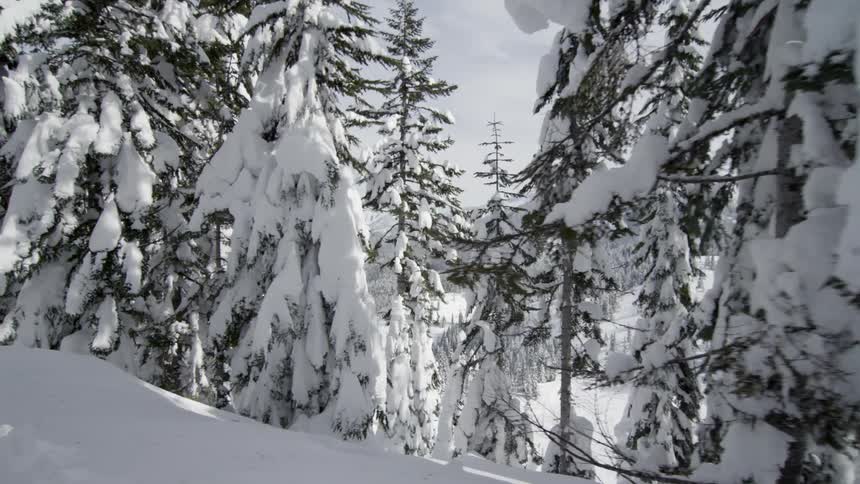 Snow is covering trees