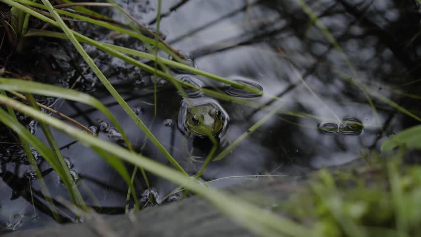 Small green frog sitting in a pond surrounded by grass