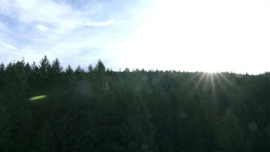 The sun shines over a forest
