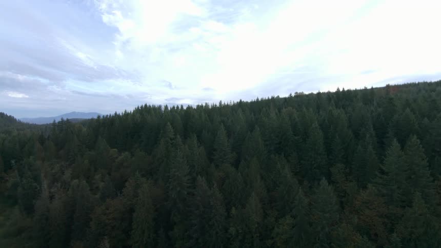Foggy Wetland Aerial