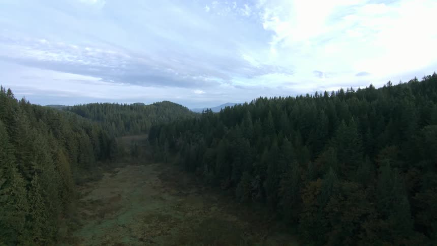 Trees grow along a mountain
