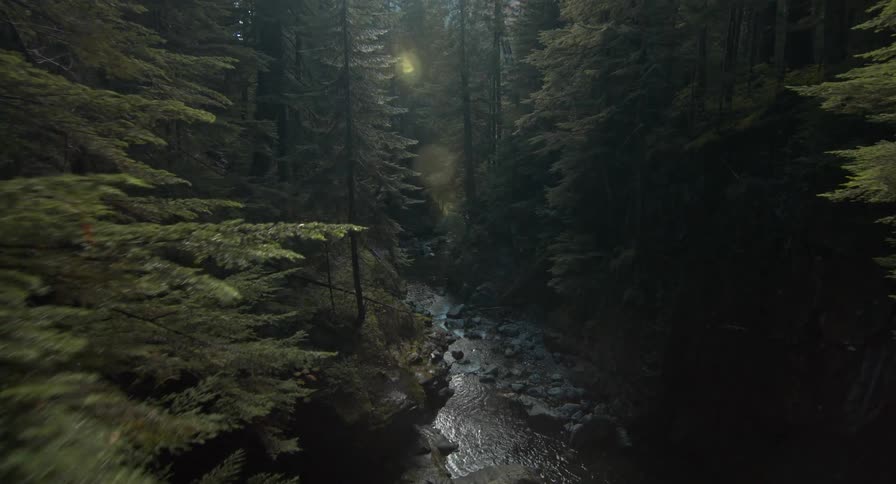 A stream in a forest