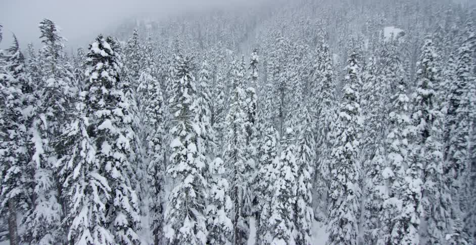 Trees are covered in snow
