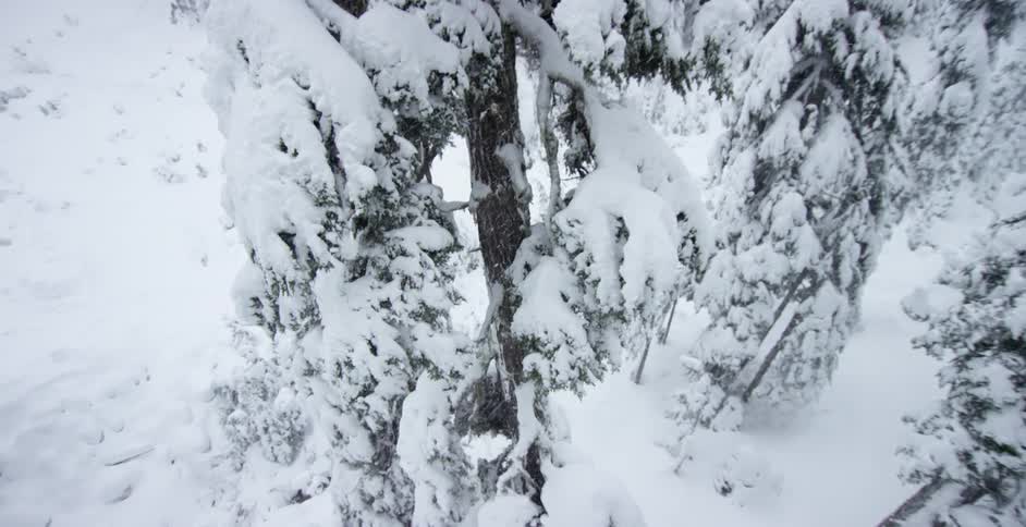 Snow is covering the trees