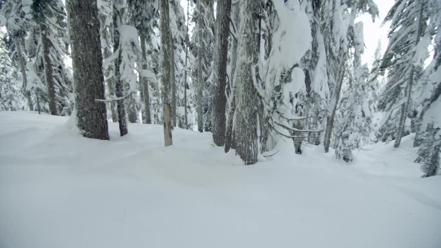 Someone is sledding through the trees