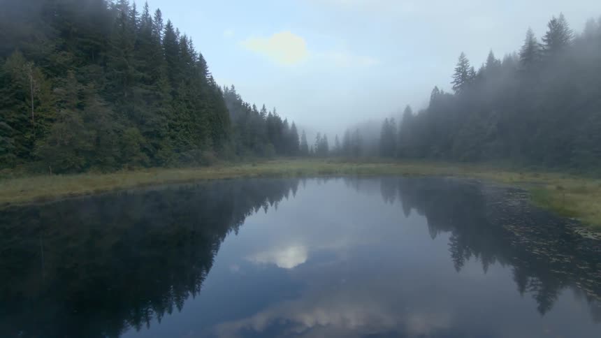 A river weaves through the forest