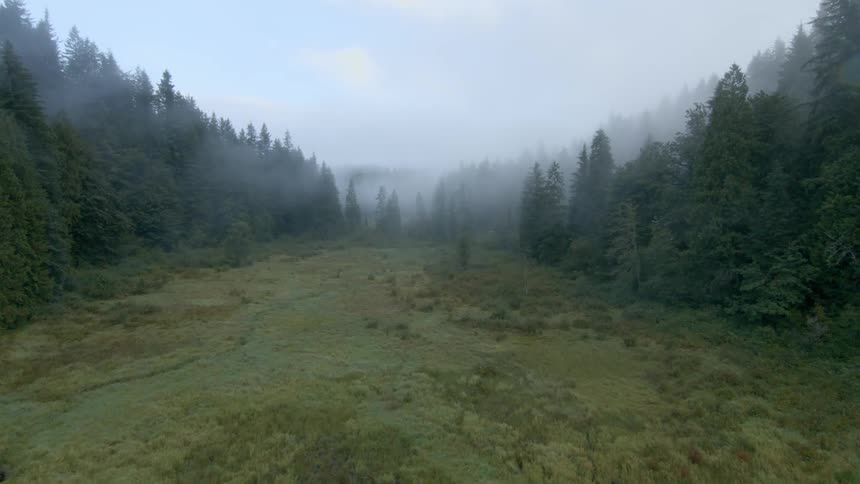 Fog rolls into a field