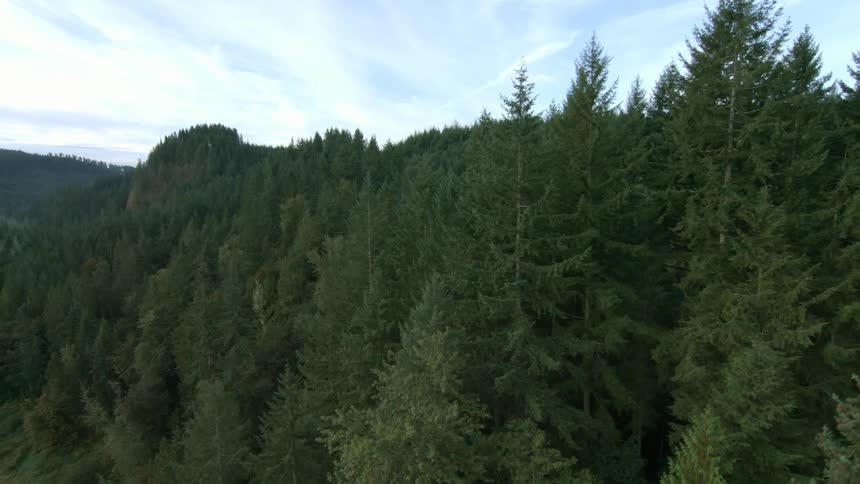 Trees are growing on the side of a hill