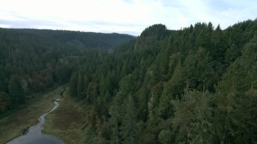 A river runs through a forest