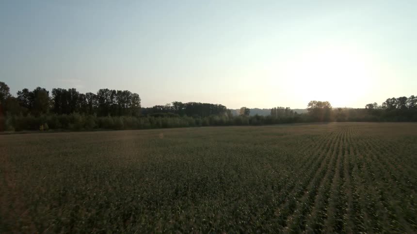 Corn grows steadily in a field