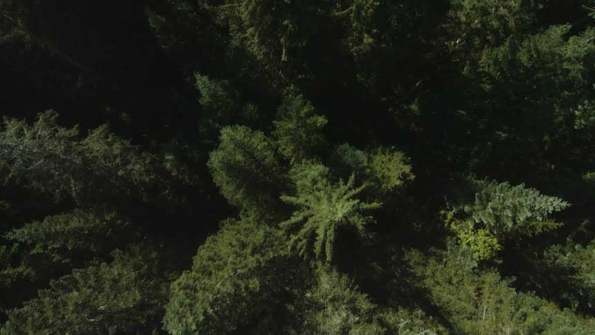 Mountain Forest Aerials