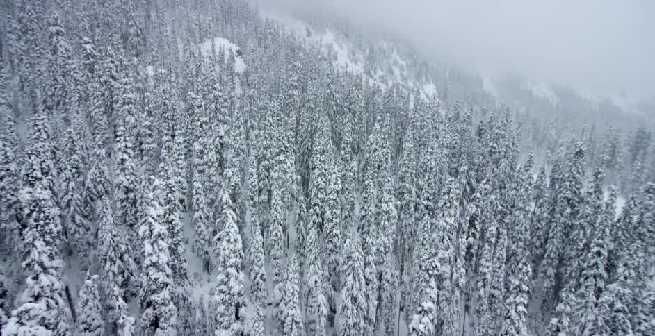 Snow is covering the trees