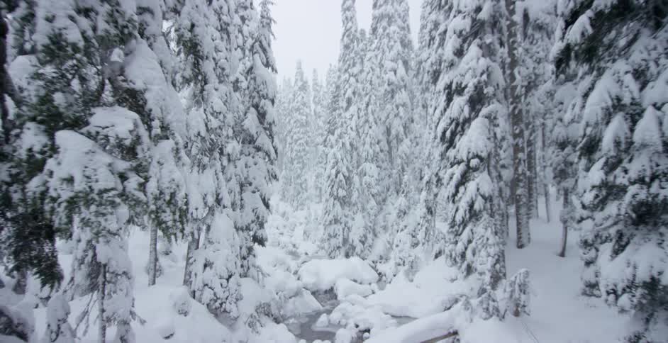 Snow covered trees