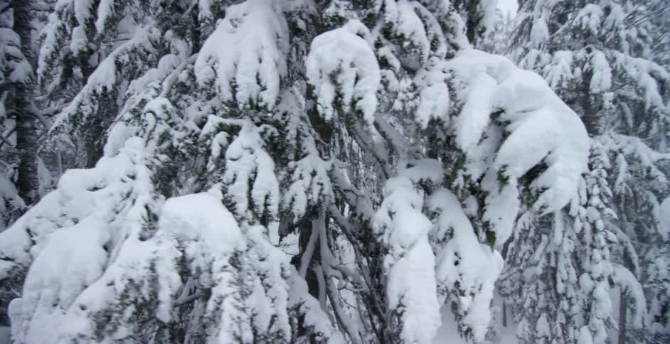 Snow is covering the trees