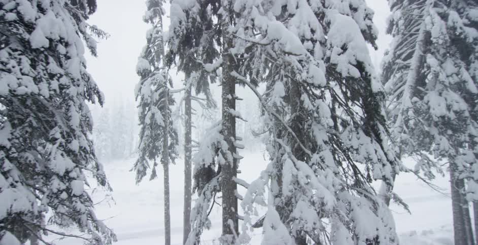 Trees are covered in snow