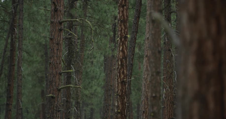 Trees grow in a forest