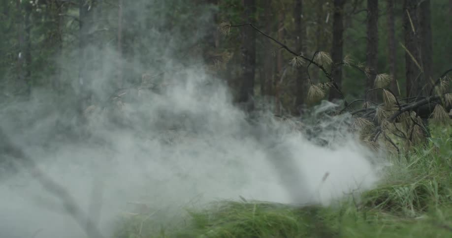 Smoke rolls through the forest