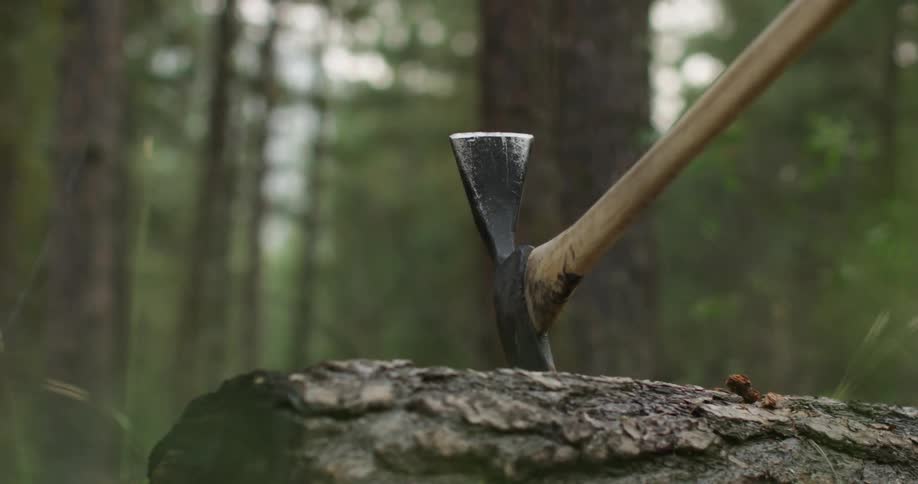 An axe is in a tree