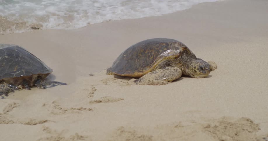 Turtles crawling up the beach