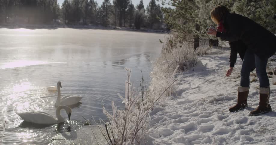 A person feeding swans