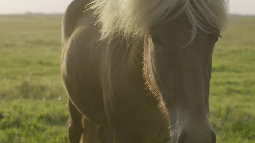 The wind blowing a horse's mane
