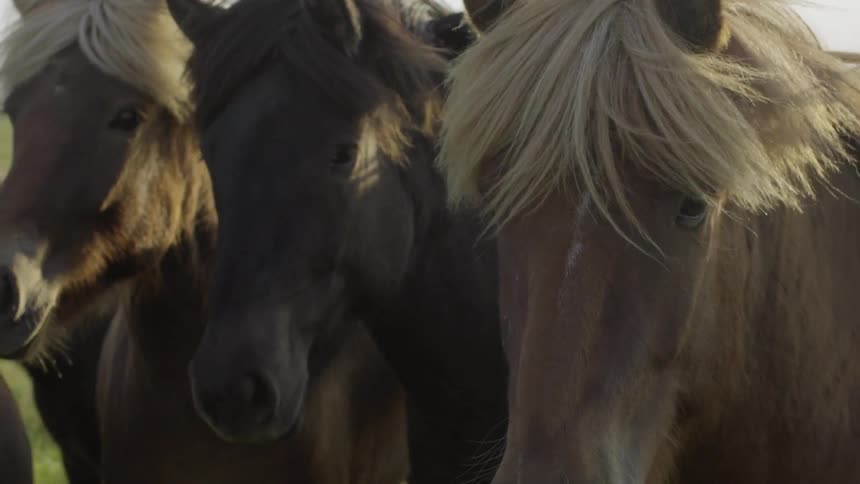 The wind blowing horses' manes
