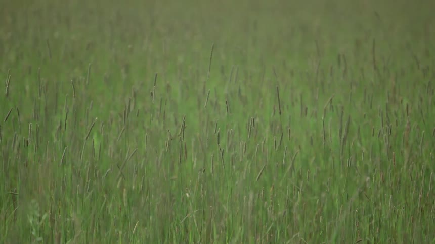Grass is blowing in the wind