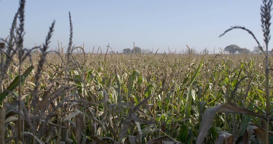 Tall grass in a field