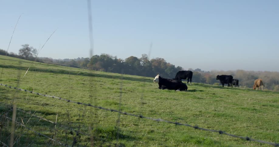 Cows standing in a grassy field