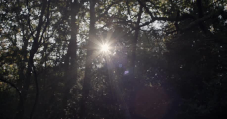 Sun shining through trees