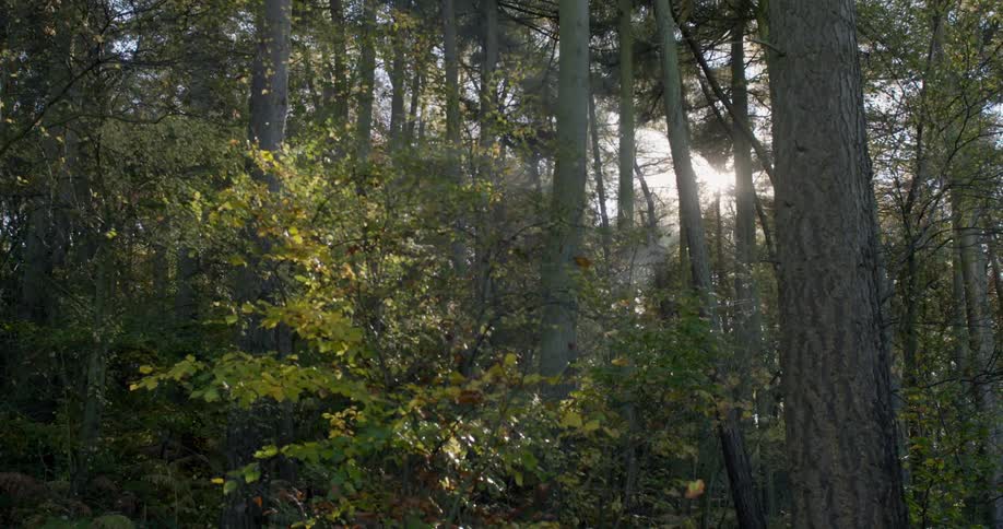 Trees in the woods