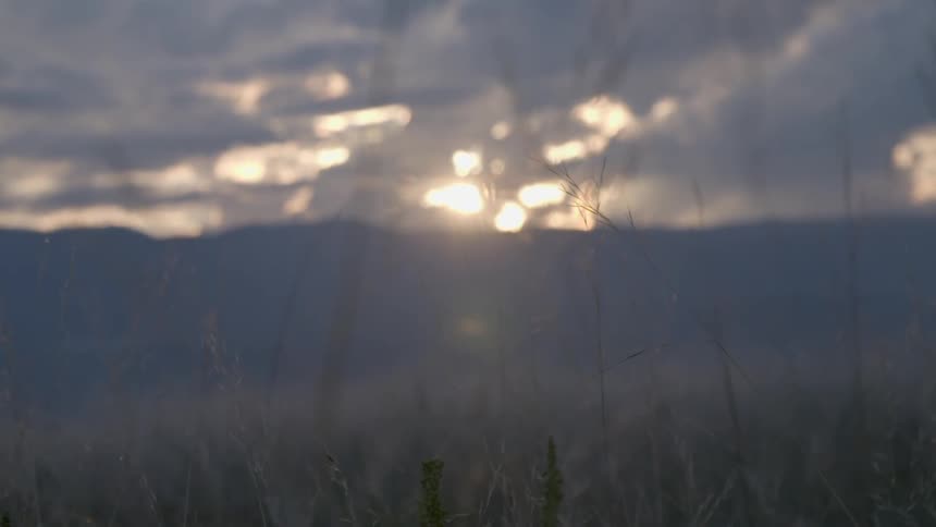 A field in the daylight