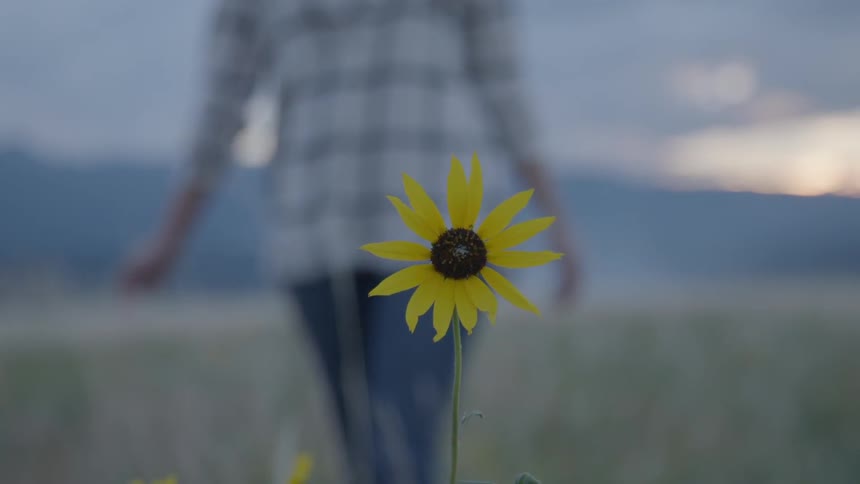 Person walking towards a sunflower in some tall grass