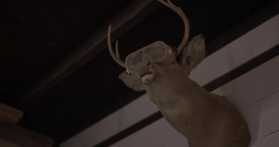 A deer head wearing goggles mounted on a wall
