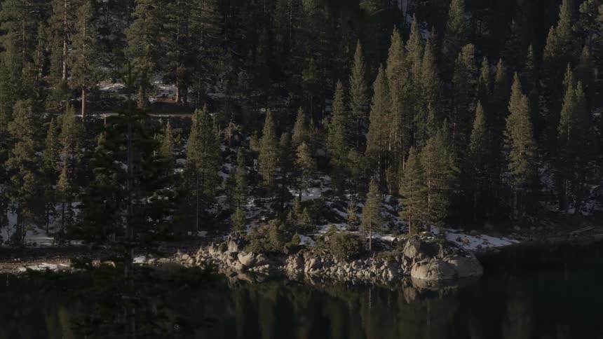 Trees on a rocky shore next to a body of water
