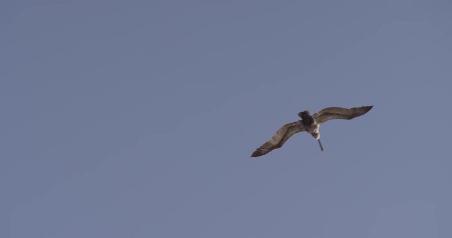 A bird flies high with the blue skies as the background