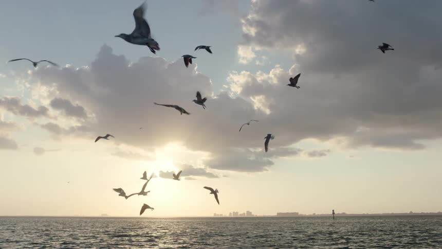 Birds flying in the sky