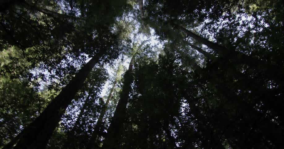 Tall straight trees grow to the sky above