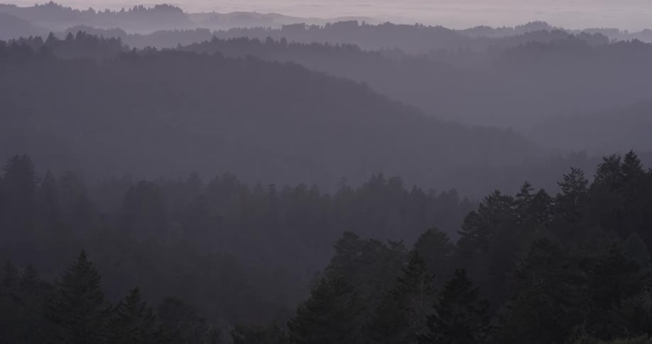 Forest Scenics