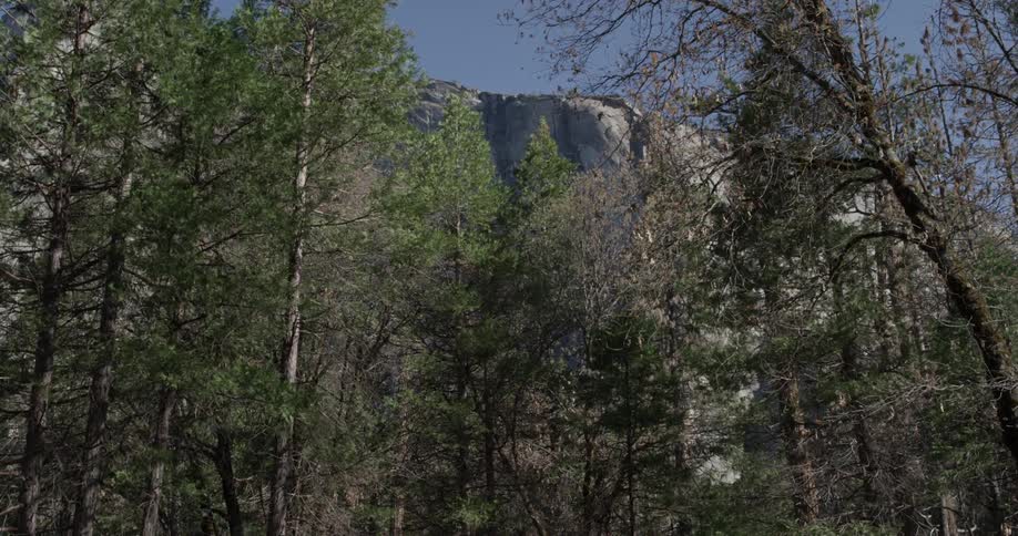 A cliff face overlooks the trees