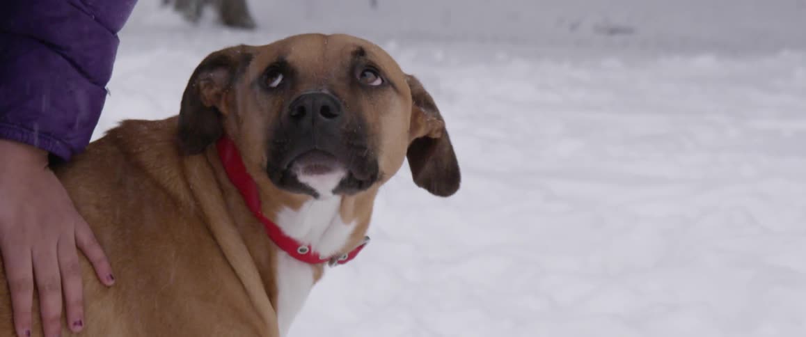 A dog standing in the snow