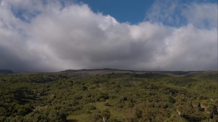 White clouds in a blue sky over tree tops