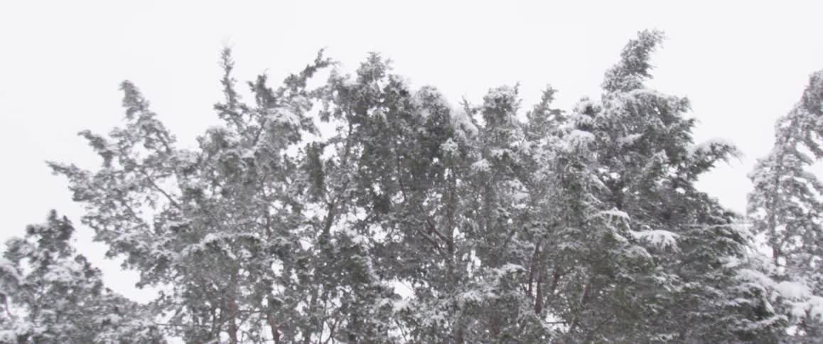 Snow falling on trees