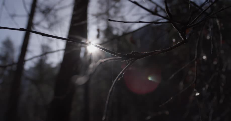 Sunlight shines through leafless trees